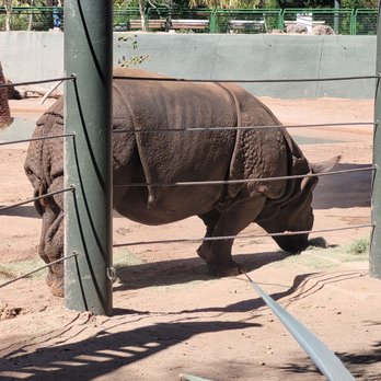 Phoenix Zoo - Rhino - Zoos Near Me - Phoenix, Arizona Phoenix Zoo - Rhino - Zoos Near Me - Phoenix, Arizona