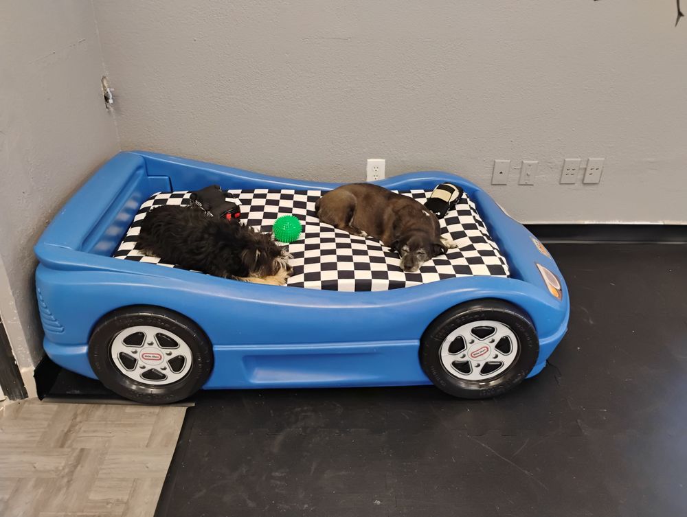 The Barking Lot Doggie Daycare - pet boarding facility in Gold Canyon, AZ