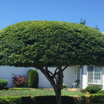 Pacific Tree Service - Trimming a tree in Kent Washington. - Tree Services Near Me - Kent, Washington