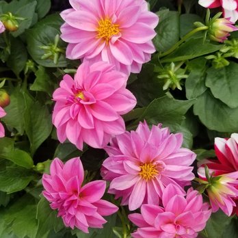 Ariemma's Garden Center - Florists Near Me - Staten Island, New York