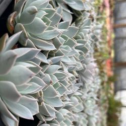 Rosales Nursery - 1/26/24 inventory