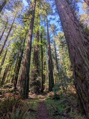 Humboldt Redwoods State Park by null