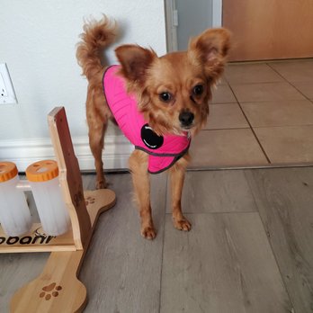Bark Busters - My little anxious girl... glad to be getting the help she needs! - Pet Training Near Me Bark Busters - My little anxious girl... glad to be getting the help she needs! - Pet Training Near Me