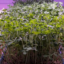 Just For Fun Farms - Fresh Sweet Pea Microgreens, Worcester MA