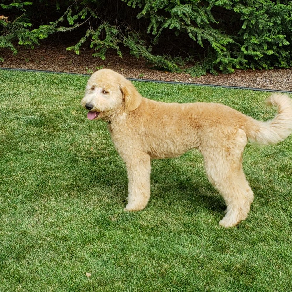 The Pampered Pet Grooming - Looking good! - Pet Groomers Near Me - Hayden, Idaho The Pampered Pet Grooming - Looking good! - Pet Groomers Near Me - Hayden, Idaho
