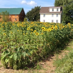 Dick's Market Garden