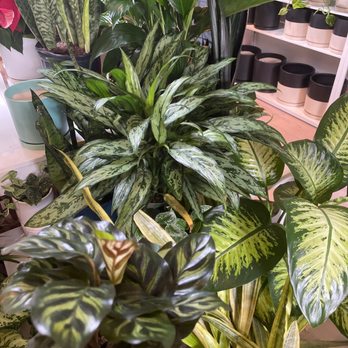 Paraíso Plant Studio - Nurseries & Gardening Near Me - Berkeley, California