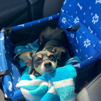 Doggie Dos - Dog - Pet Groomers Near Me - La Mesa, California Doggie Dos - Dog - Pet Groomers Near Me - La Mesa, California