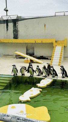 Otaru Aquarium by null