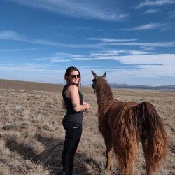 Llama Trekking By Lookin Up Outfitters