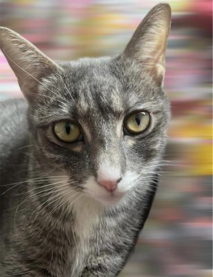 Animal Care Centers of NYC