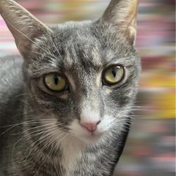 Animal Care Centers of NYC - 6 months after adoption.