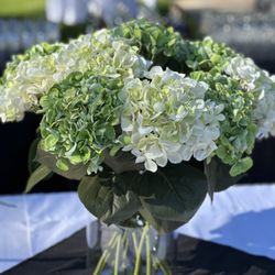 Hydrangeas
