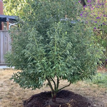Moon Valley Nurseries - "Instance gratification!" Beautiful tree that gives off a lovely cinnamon scent. - Nurseries & Gardening Near Me - Gilroy, California