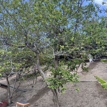 Orange County Tree Patrol - After hillside cleaning - Tree Services Near Me