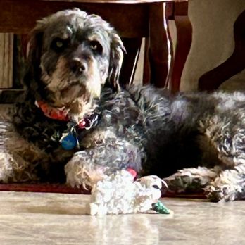A Dog Refined - Gustipher aka Gussy Gus - Pet Groomers Near Me - Phoenix, Arizona