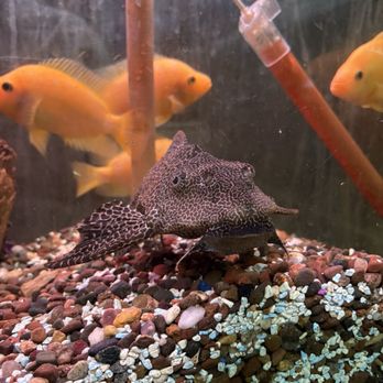 Aqualand Aquarium Center - Local Fish Stores Near Me - Minneapolis, Minnesota Aqualand Aquarium Center - Local Fish Stores Near Me - Minneapolis, Minnesota