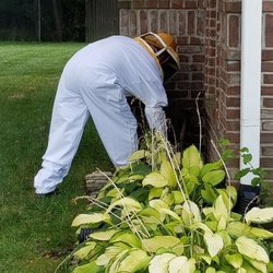 Black Widow Pest Control