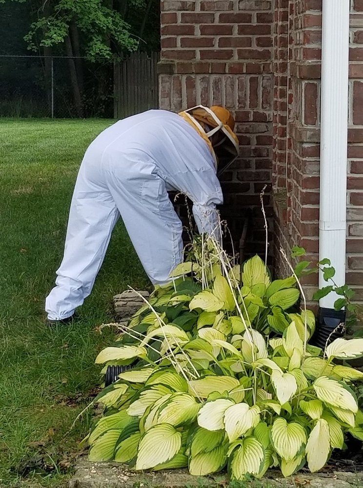 BLACK WIDOW PEST CONTROL Updated July 2024 Indianapolis, Indiana