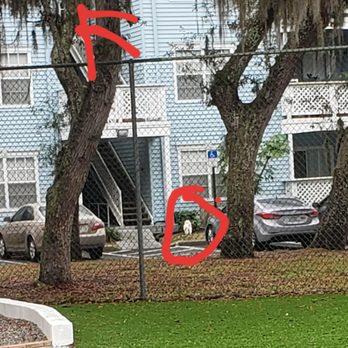 Advenir at The Oaks - Dogs are always off leash in complex even resulting in a person getting bit. - Apartments Near Me - Ocoee, Florida Advenir at The Oaks - Dogs are always off leash in complex even resulting in a person getting bit. - Apartments Near Me - Ocoee, Florida