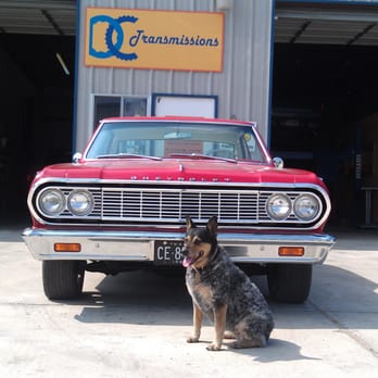 DC Transmissions - Daisy, our shop dog - Transmission Repair Near Me - Dripping Springs, Texas DC Transmissions - Daisy, our shop dog - Transmission Repair Near Me - Dripping Springs, Texas