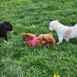 Columbia DogPark