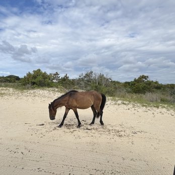 Wild Horse Adventure Tours - Tours Near Me - Corolla, North Carolina