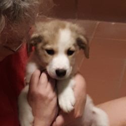 Dog Face - Our new puppy when he was 2 month's and 1 day old!