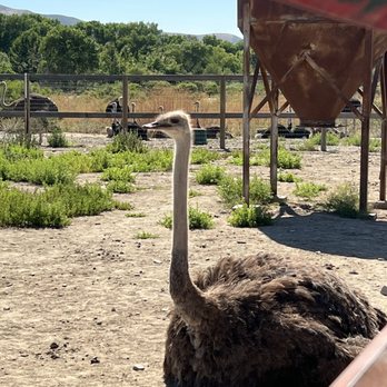 Ostrichland USA - Attraction Farms Near Me - Solvang, California