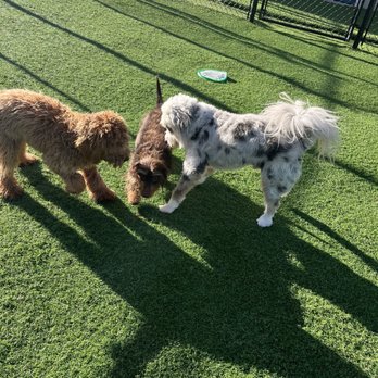 The Puppy Barn - New friends promenade. - Pet Boarding Near Me - Poynor, Texas