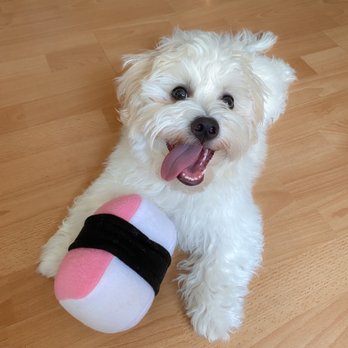 The Public Pet - Spam musubi toy! Follow @yogurtthepup on Instagram - Pet Stores Near Me - Honolulu, Hawaii
