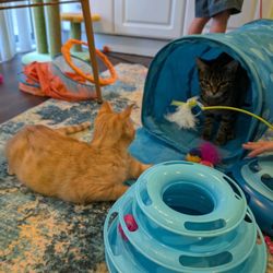 Whiskerville Kitty Cat Cafe - Play time in the Kitty Cat Lounge!