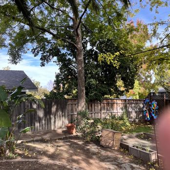 TreeMax Tree Service - After (no Palm) - Tree Services Near Me - Citrus Heights, California TreeMax Tree Service - After (no Palm) - Tree Services Near Me - Citrus Heights, California