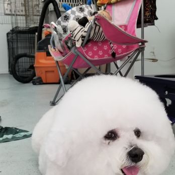 Designer Dogs by Robin - Pet Groomers Near Me - Naples, Florida Designer Dogs by Robin - Pet Groomers Near Me - Naples, Florida