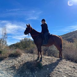 Running Horse Ranch - Horse