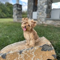 Jeff's Yorkies & Boutique - GiGi Sable chocolate Merle Yorkshire terrier