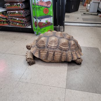 Reptile Island - This lovely cutie was enjoying their walk around the store. TOO CUTE. - Pet Stores Near Me - Rancho Cucamonga, California