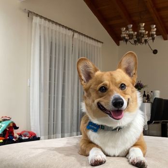 Bark Bath - my baby puppy! - Pet Groomers Near Me - Walnut, California Bark Bath - my baby puppy! - Pet Groomers Near Me - Walnut, California