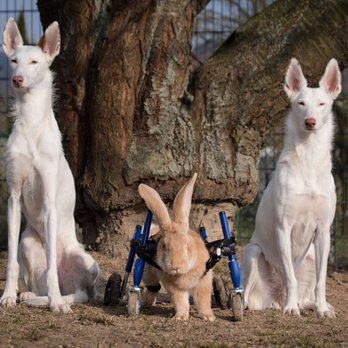 Walkin' Pets - Walkin' Wheels Full Support (Quad) - Pet Stores Near Me - Amherst, New Hampshire