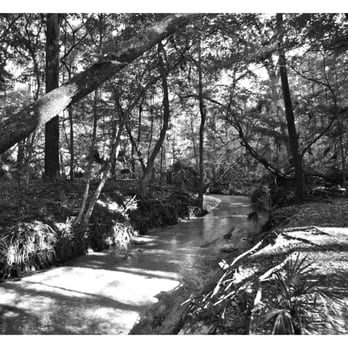 Alfred A Ring Park - The Hogtown Creek flows gently through the Ring Park. - Parks Near Me - Gainesville, Florida