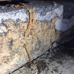 Precision Pest Solutions - Termite tube