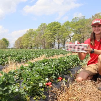 Carrigan Farms Strawberry Patch - William with basket of strawberries - Pick Your Own Farms Near Me - Mooresville, North Carolina Carrigan Farms Strawberry Patch - William with basket of strawberries - Pick Your Own Farms Near Me - Mooresville, North Carolina