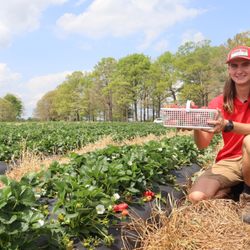 Carrigan Farms Strawberry Patch - William with basket of strawberries