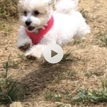 Nobel Dog Park - Dog Parks Near Me - San Diego, California Nobel Dog Park - Dog Parks Near Me - San Diego, California