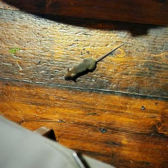 Sherlock Holmes - Unwanted guest that made me lose my appetite. - Bars Near Me - Melbourne, VIC Sherlock Holmes - Unwanted guest that made me lose my appetite. - Bars Near Me - Melbourne, VIC