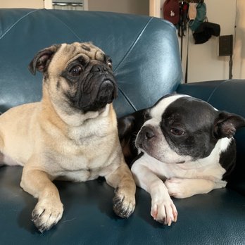 Bubbles On Wheels - Moco and Maya 3 - Pet Groomers Near Me