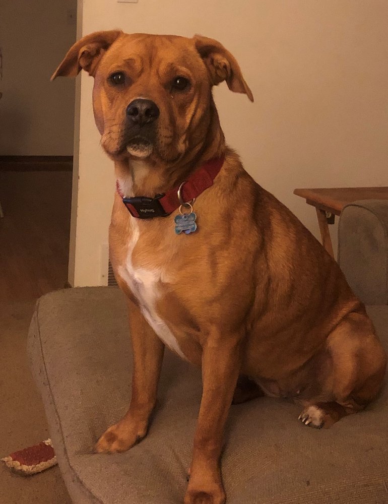 NORTHARLINGTON ANIMAL CLINIC Updated September 2024 39 Reviews