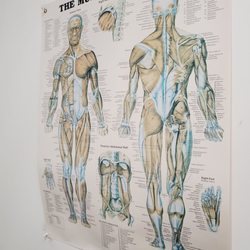 Chiropractic and Health Center - Muscular chart in therapy room
