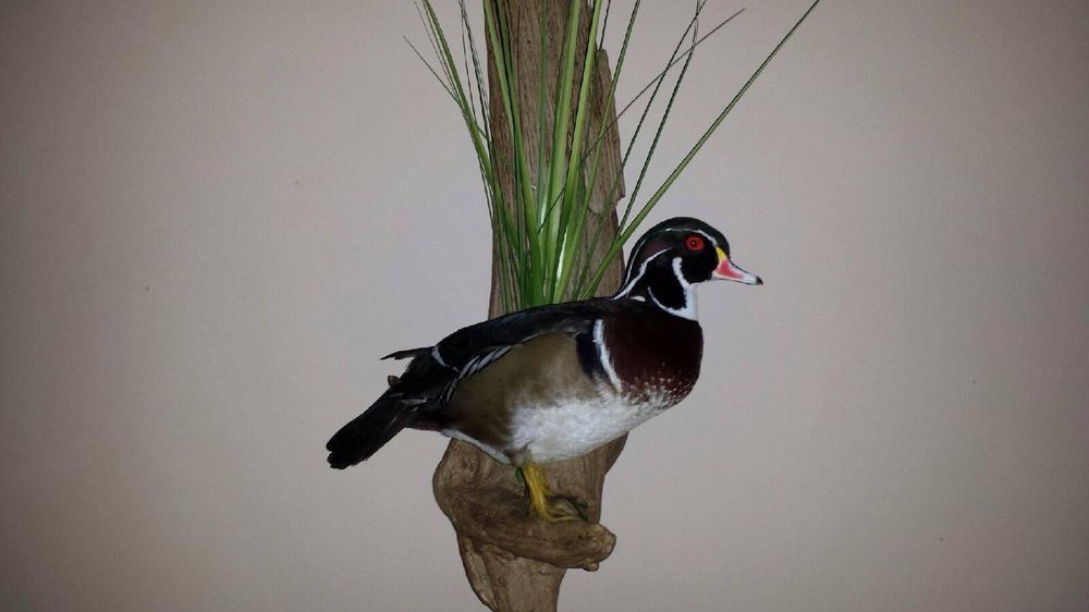 B.A.D. BOYZ Taxidermy - taxidermy in Rocky Mount, NC