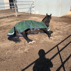 Vanguard Eventing